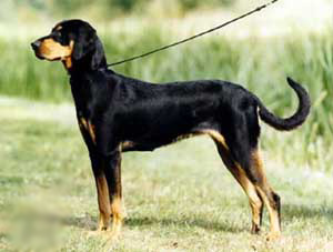 COPOI ARDELENESC